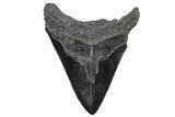 Serrated, Fossil Megalodon Tooth - South Carolina #306290-1